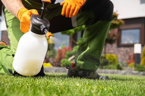 Best Local Pest Control Services  in Meadowbrook, CA