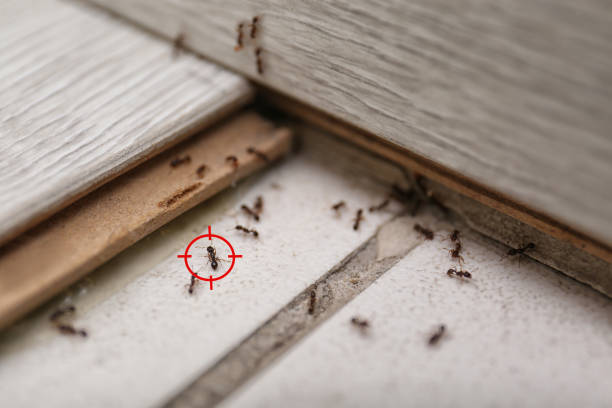 Best Ant Control Services  in Meadowbrook, CA