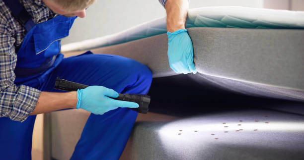Wasp Removal Services in Meadowbrook, CA