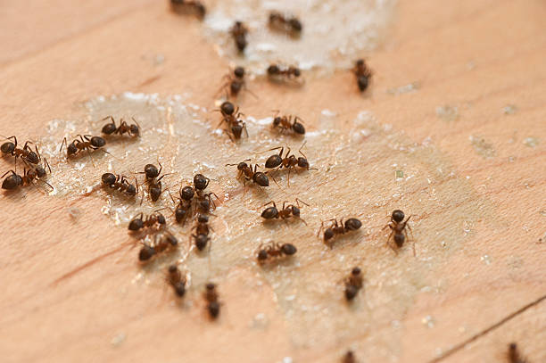 Best Insect Control  in Meadowbrook, CA