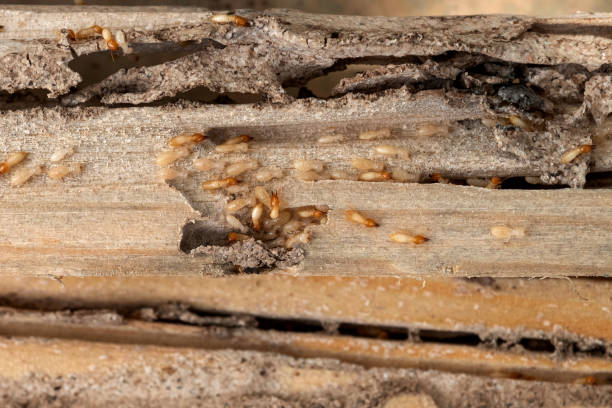 Best Exterminator Services  in Meadowbrook, CA