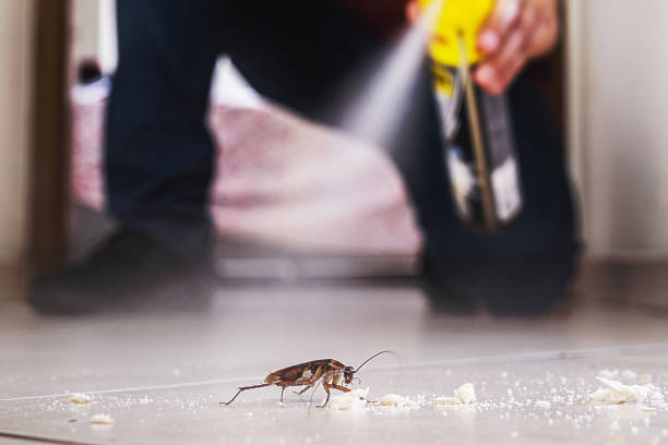 Best Bed Bug Extermination  in Meadowbrook, CA