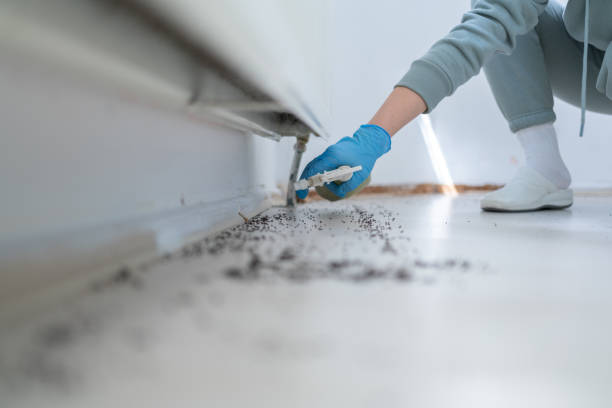Best Pest Control Near Me  in Meadowbrook, CA